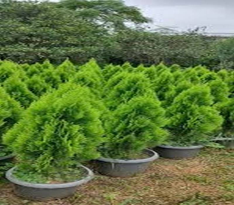 کامیس توپی tehrangol6.ir