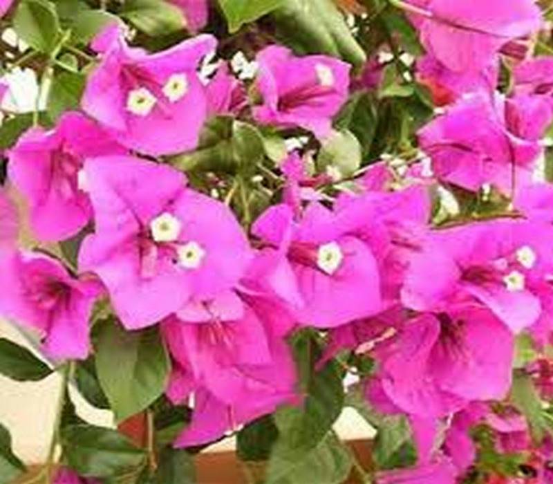 گل کاغذی ارزان tehrangol6.ir