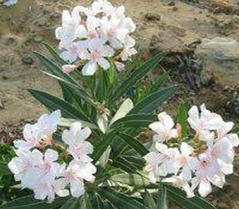 گل خرزهره ارزان tehrangol6.ir