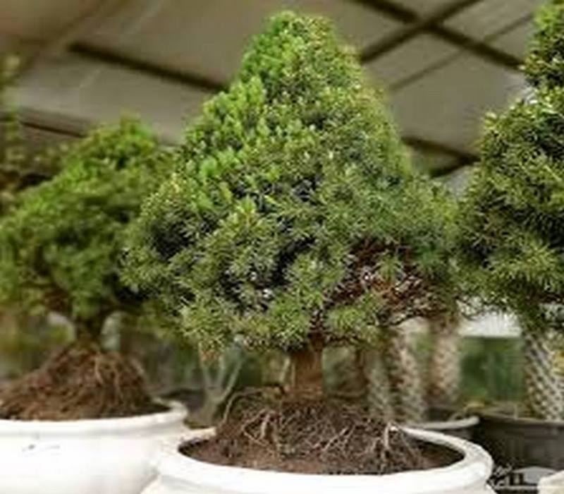 imag-18 tehrangol6.ir