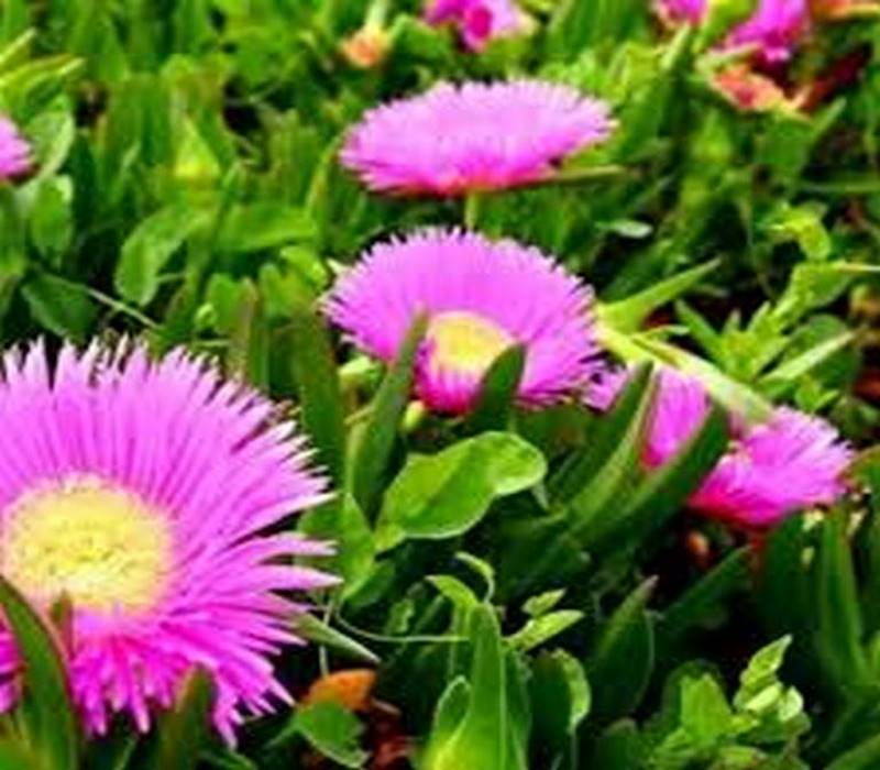 ناز گوشتی ارزان tehrangol6.ir