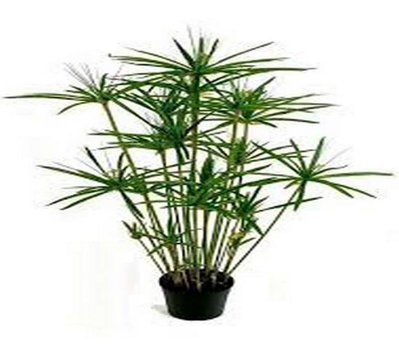 نخل مرداب ارزان tehrangol6.ir