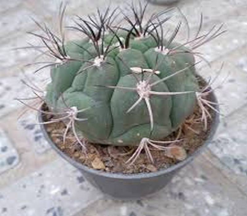 کاکتوس بروچی ارزان tehrangol6.ir