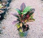 گل کروتن گل ماندگار منزل