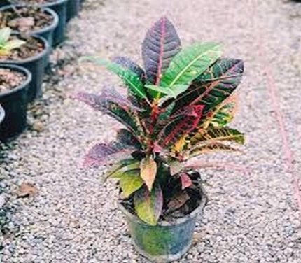 گل کروتن گل ماندگار منزل