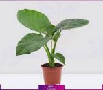 گل بابا آدم