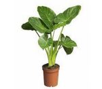 گل بابا آدم