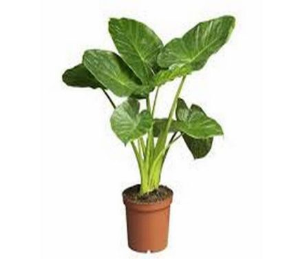 گل بابا آدم