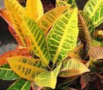 گل کروتن ارزان قیمت