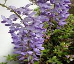 گل پیچ گلیسین ارزان