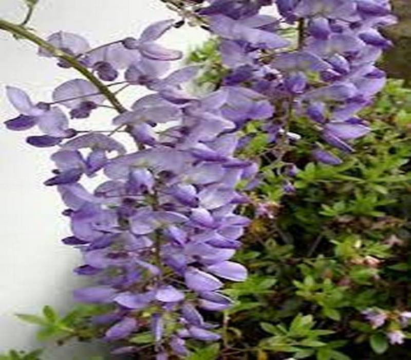 tehrangol6.ir گل پیچ گلیسین ارزان