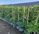 گل پیچ گلیسین