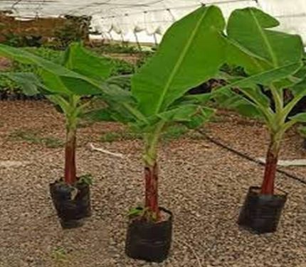 نهال موز ارزان