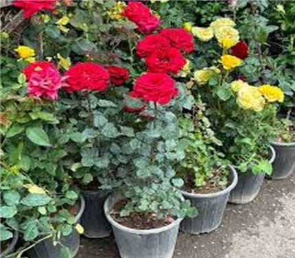 گل رز هلندی