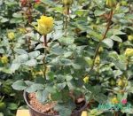 فروش گل رز هلندی