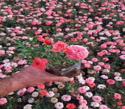 گل ساناز مرغوب