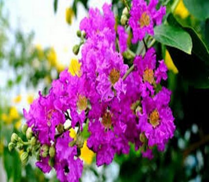 خرید گل توری تهران