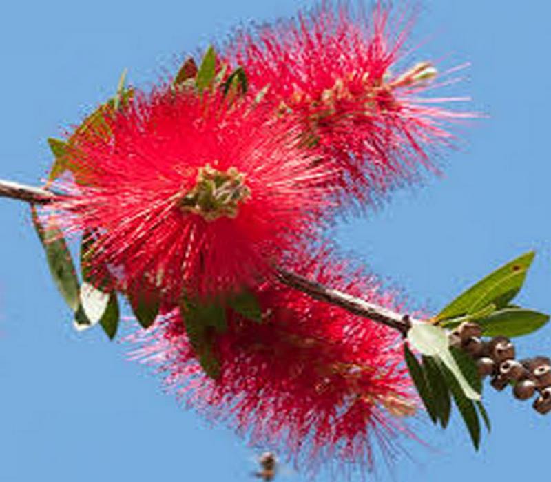 گل شیشه شور tehrangol6.ir