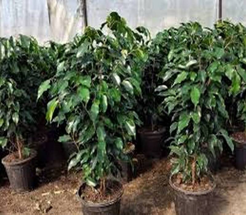 خرید بنجامین بلک tehrangol6.ir