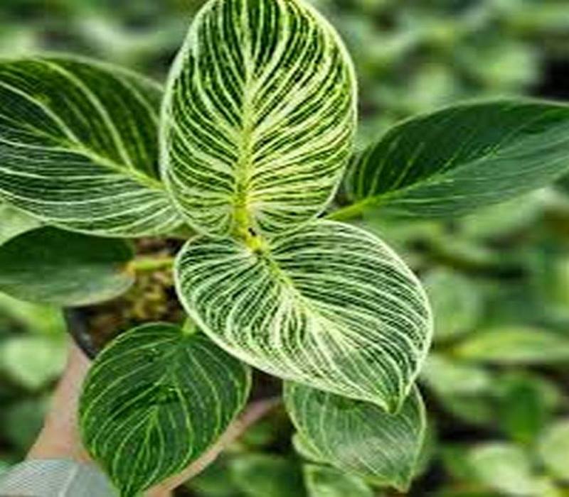 برکین ارزان tehrangol6.ir